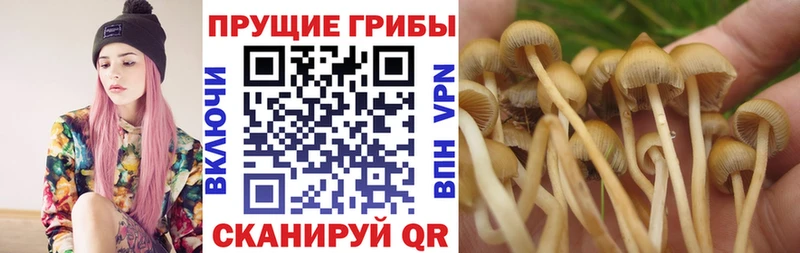 Псилоцибиновые грибы мицелий  Ногинск 
